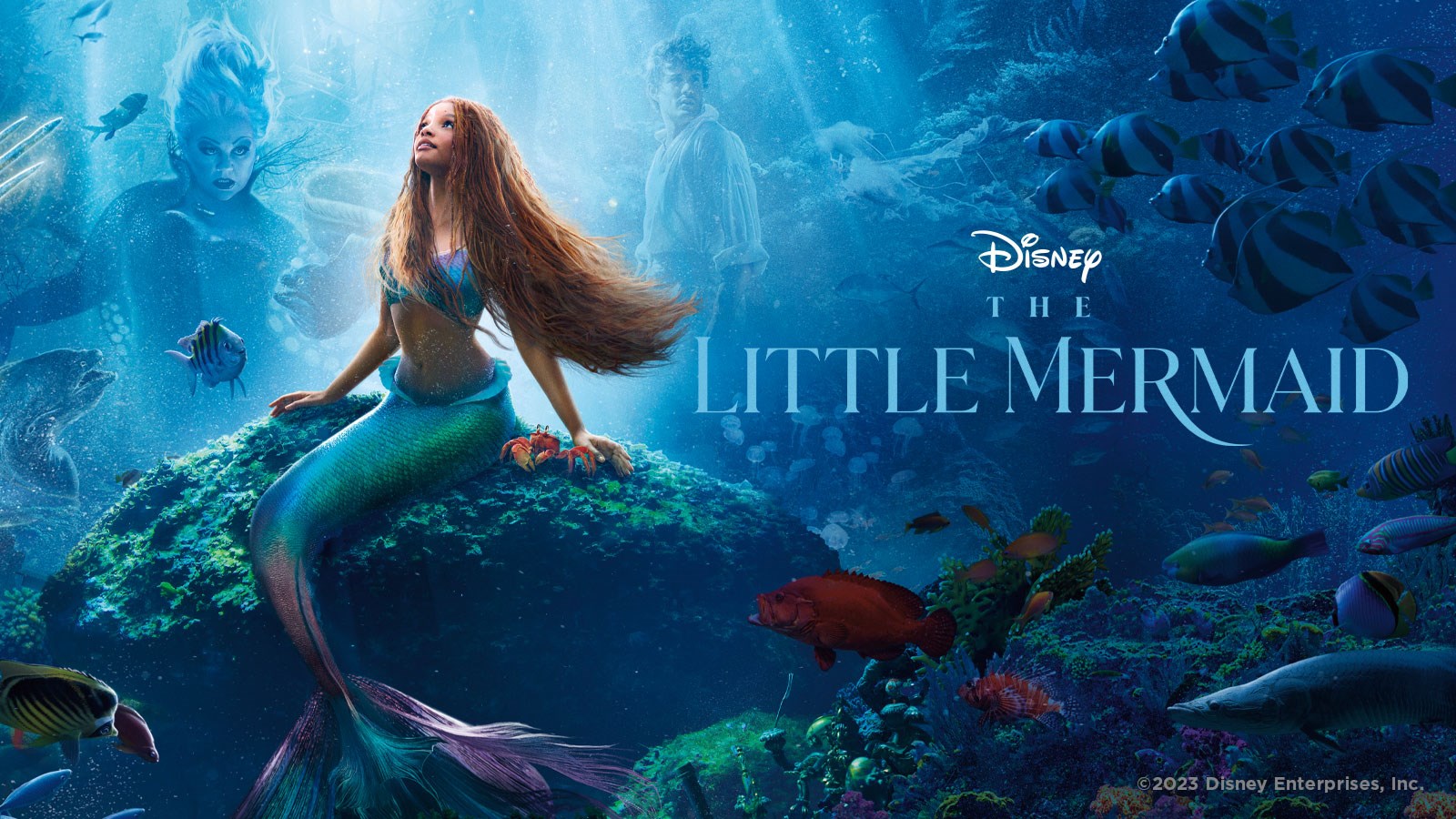 LITTLE MERMAID, THE | LITTLE MERMAID, THE | Ster-Kinekor